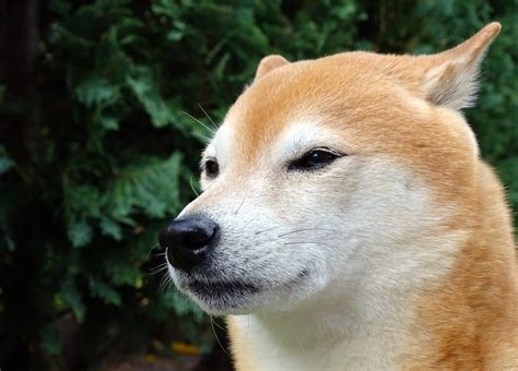 shiba inu photography|200+ Free Shiba Inu & Shiba Photos